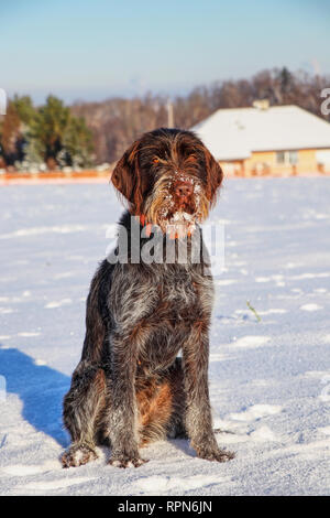 A Rough-coated Bohemian Pointer sitting in snow and waiting for her owner. Beautiful colorful fur and brown eye. A wonderful hunter. Stock Photo