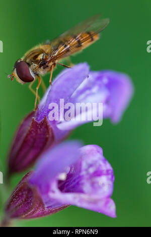 zoology / animals, insects (Insecta), hoverfly (Syrphidae) on spotted deadnettle (Lamium maculatum), B, Additional-Rights-Clearance-Info-Not-Available Stock Photo