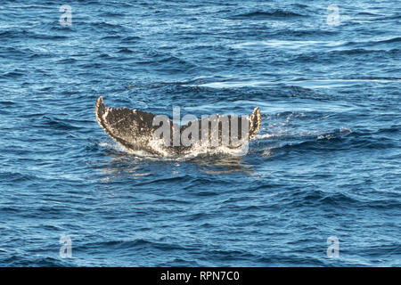Humpback Whale Tail Fluke off South Georgia