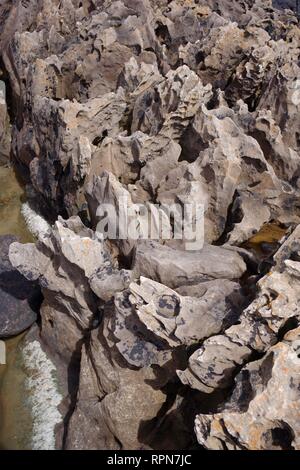 Weathered Convolute Bedding of Carboniferous Calcitic Sandstone Geology along the Fife Coast. Scotland, UK. Stock Photo