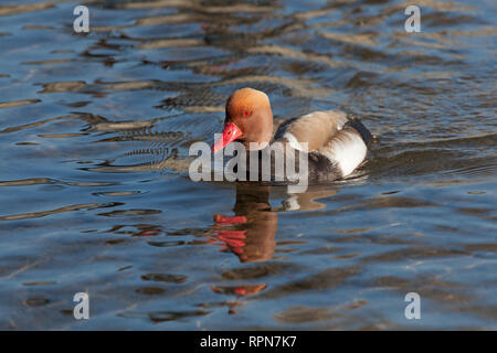 zoology / animals, avian / bird (aves), Red-crested Pochard, (Netta rufina), swimming in water, distri, Additional-Rights-Clearance-Info-Not-Available Stock Photo