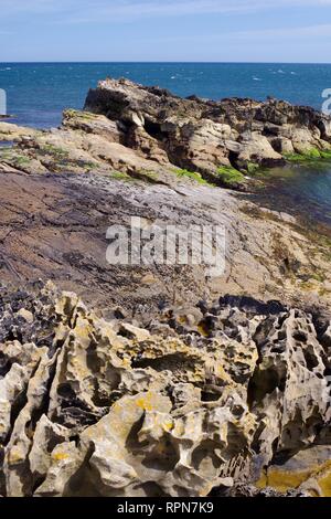 Weathered Convolute Bedding of Carboniferous Calcitic Sandstone Geology along the Fife Coast. Scotland, UK. Stock Photo