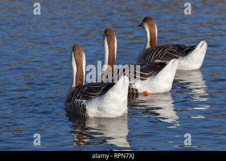 zoology / animals, avian / birds, Swan Goose, (Anser cygnoides forma domestica), Brown Swan Gooses swi, Additional-Rights-Clearance-Info-Not-Available Stock Photo