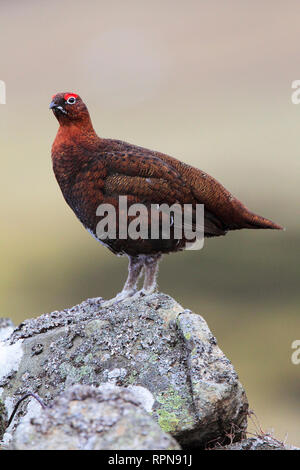 zoology / animals, birds (Aves), Willow Grouse, schottische Willow Grouse, Lagopus Lagopus scoticus, R, Additional-Rights-Clearance-Info-Not-Available Stock Photo