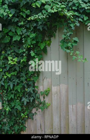 Close up view of ivy plant on unevenly painted wooden fence Stock Photo