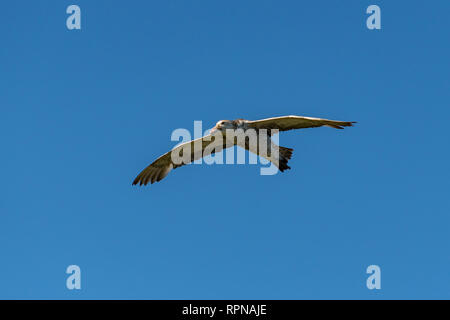 Northern Giant Petrel, Macronectes halli at Prion Island, South Georgia Stock Photo