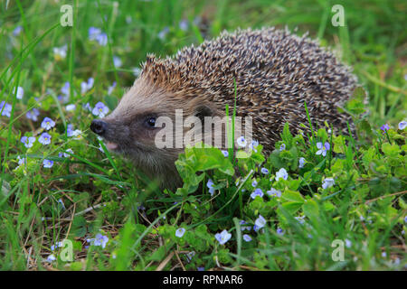 zoology / animals, mammal (mammalia), common hedgehog, Erinaceus eu, No-Postcard-Use, German Speaking Countries (D / A / CH), 01.11.2016 - 01.11.2019, Stock Photo