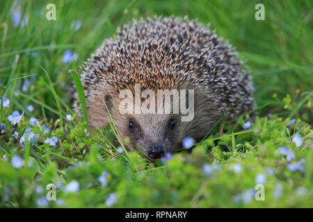 zoology / animals, mammal (mammalia), common hedgehog, Erinaceus europaeus, hedgehog, Switzerland, Additional-Rights-Clearance-Info-Not-Available Stock Photo