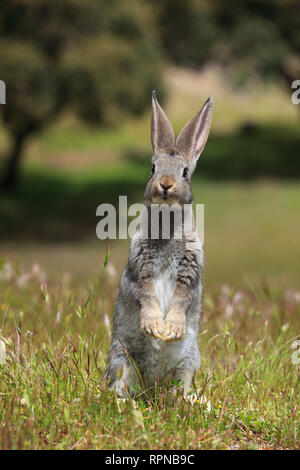 zoology / animals, mammal (mammalia), European rabbit, Oryctolagus cuniculus, Spain, Additional-Rights-Clearance-Info-Not-Available