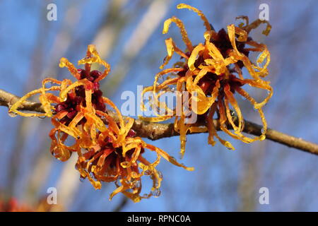 Hamamelis Jelena. Hamamelis x intermedia 'Jelena'. Winter flowering Witch hazel Jelena blooms on a sunny January day, UK Stock Photo