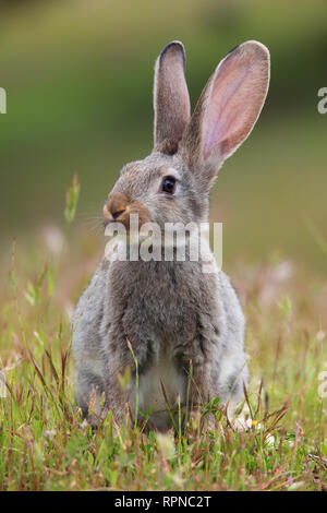 zoology / animals, mammal (mammalia), European rabbit, Oryctolagus cuniculus, Spain, Additional-Rights-Clearance-Info-Not-Available