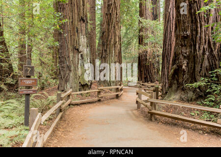 The path winding through the redwood national park in Muir Woods, California Stock Photo