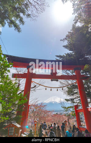 Torii Gate with Mount Fuji ( Mt. Fuji ) in cherry blossoms springtime sunny day with clear blue sky natural background. Arakurayama Sengen Park Stock Photo