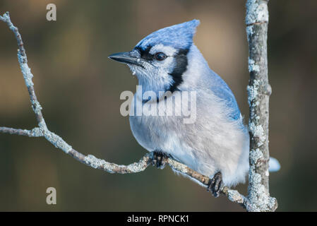 zoology / animals, avian / bird (aves), Blue Jay (Cyanocitta cristata) in winter near Thornton, Ontari, Additional-Rights-Clearance-Info-Not-Available Stock Photo