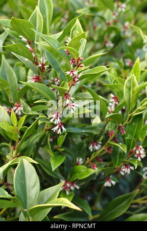 Sarcococca orientalis.  Highly fragrant winter flowers of Sarcococca orientlais in an English garden, January, UK Stock Photo