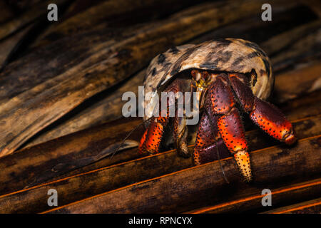 zoology / animals, shellfish (crustacean), Soldier Crab (Coenobita clypeatus) on dead palm frond on th, Additional-Rights-Clearance-Info-Not-Available Stock Photo