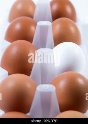 Fresh chicken eggs white and brown in plastic packing, background Stock Photo