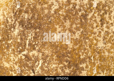 mold moss on an old concrete wall. background. texture Stock Photo