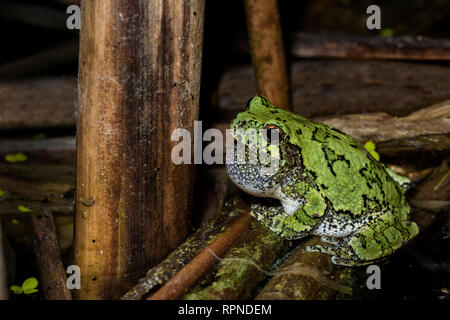 zoology / animals, amphibian (amphibia), Gray Tree Frog (Hyla versicolor) among wetland vegetation at , Additional-Rights-Clearance-Info-Not-Available Stock Photo