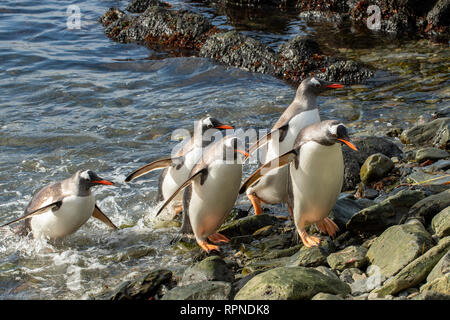 Gentoo Penguins, Pygoscelis papua, South Georgia Stock Photo