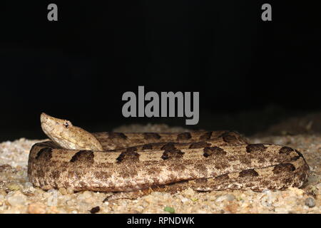 Close-up shot of Merrem's Hump-Nosed Viper (Hypnale hypnale) Stock Photo