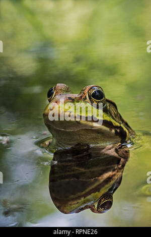 zoology / animals, amphibian (amphibia), Green Frog (Rana clamitans) at Tiny Marsh Provincial Wildlife, Additional-Rights-Clearance-Info-Not-Available Stock Photo