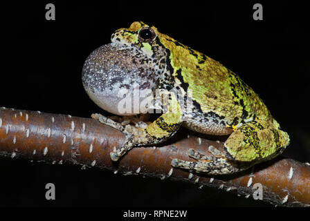 zoology / animals, amphibian (amphibia), Gray Tree Frog (Hyla versicolor) with vocal sac inflated whil, Additional-Rights-Clearance-Info-Not-Available Stock Photo