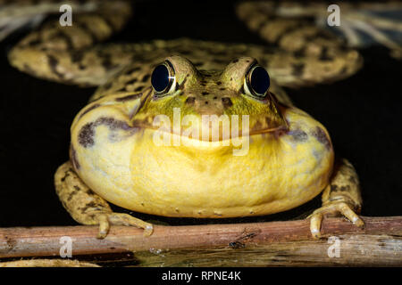 zoology / animals, amphibian (amphibia), Green Frog (Rana clamitans) with vocal sac inflated while cho, Additional-Rights-Clearance-Info-Not-Available Stock Photo