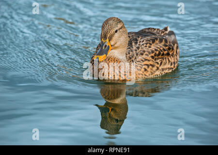 zoology / animals, avian / bird (aves), Mallard (Anas platyrhynchos) hen at Humber Bay Park on Lake On, Additional-Rights-Clearance-Info-Not-Available Stock Photo