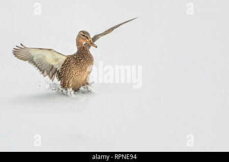 zoology / animals, avian / bird (aves), Mallard (Anas platyrhynchos) hen landing on frozen lake surfac, Additional-Rights-Clearance-Info-Not-Available Stock Photo