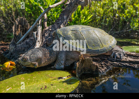 zoology / animals, reptile (reptilia), Common Snapping Turtle (Chelydra serpentina) basking on a log i, Additional-Rights-Clearance-Info-Not-Available Stock Photo