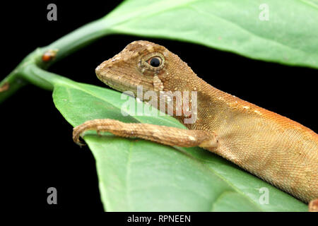 Lowland Kangaroo Lizard, Otocryptis nigrisitgma, Stock Photo