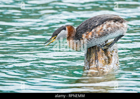 zoology / animals, avian / bird (aves), Red-necked Grebe (Podiceps grisegena) on log at Humber Bay Par, Additional-Rights-Clearance-Info-Not-Available Stock Photo
