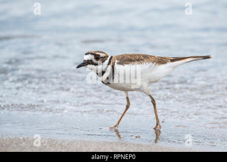 zoology / animals, avian / bird (aves), Killdeer(Charadrius vociferus) on the shore of Lake Ontario at, Additional-Rights-Clearance-Info-Not-Available Stock Photo