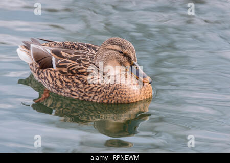 zoology / animals, avian / bird (aves), Mallard (Anas platyrhynchos) hen at Humber Bay Park on Lake On, Additional-Rights-Clearance-Info-Not-Available Stock Photo