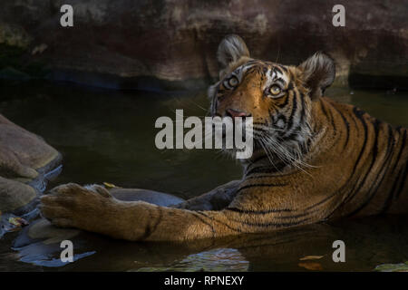 A Tigress resting at a water hole in Ranthambhore National Park, Rajasthan, India Stock Photo