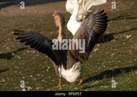 Domestic Goose (Anser anser domesticus) Stock Photo