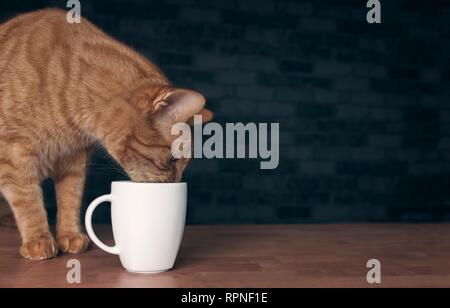Cute ginger cat drinking from a whte cup. Panoramic image with copy space. Stock Photo