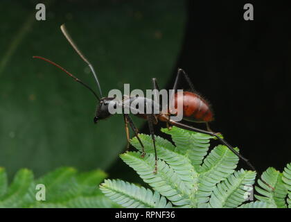 Giant Forest ant, Camponotus gigas, Dinomyrmex gigas Stock Photo