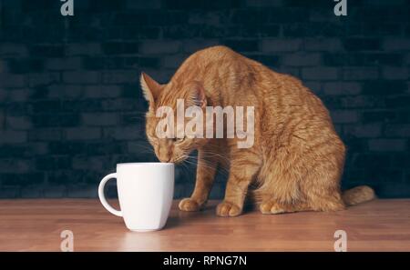 Thirsty ginger cat looking curious to a mug on the table. Stock Photo