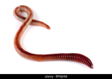one earthworms isolated on white background Stock Photo