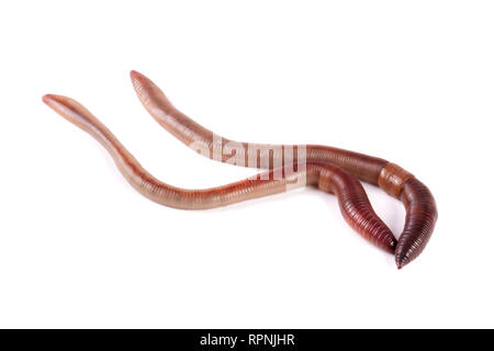 Two earthworms isolated on white background Stock Photo