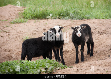 Three young black lamb playing on pasture Stock Photo
