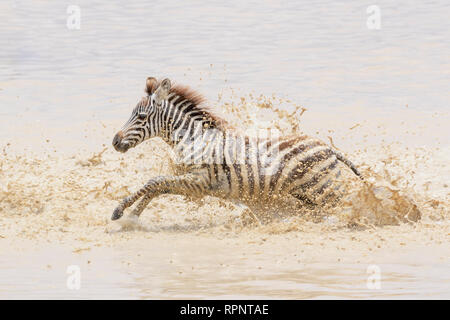 Common or Plains Zebra (Equus quagga) foal running in splashing water, Ngorongoro crater national park, Tanzania Stock Photo