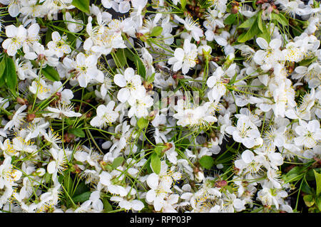 Blossoming white cherry tree, flowers background Stock Photo