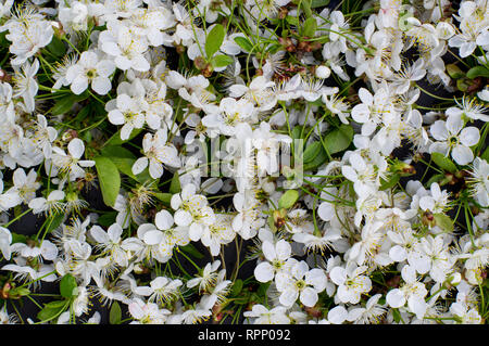 Blossoming white cherry tree, flowers background Stock Photo