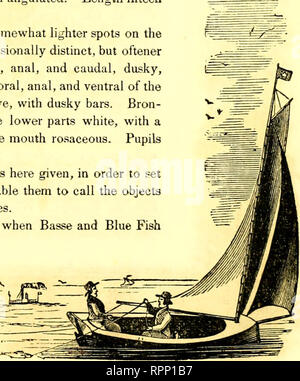 . American angler's guide : or, complete fisher's manual, for the United States: containing the opinions and practices of experienced anglers of both hemispheres ; with the addition of a second part.. Fishing. CHAPTER XXIX. FLUKE, PLAICE, TURBOT, &amp;C. These flat friends of ours are to the scientific sportsman '• stale and unprofitable&quot; as regards their game qualities, but make about as good a dish as the angler could wish, after a few hours' exercise with squid and line, or rod and reel, on the ocean's breezy shore. This class of fish belong to the univer- sal flounder family, and to t Stock Photo