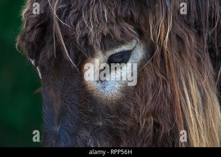 close up donkey's eye Stock Photo