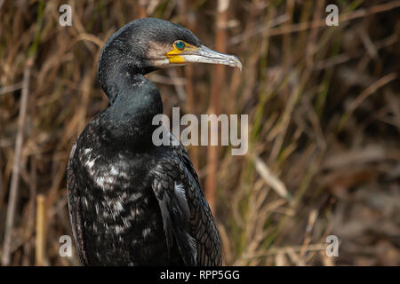 upper body of a cormorant Stock Photo