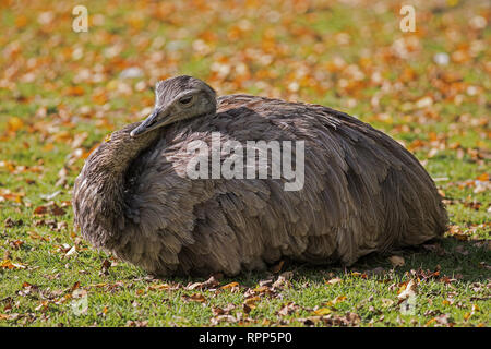 ostrich emu lying in the grass resting Stock Photo